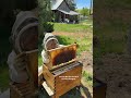 We’re back!!! New bees after losing my hive 🥹 #bees #beekeeping #beekeeper