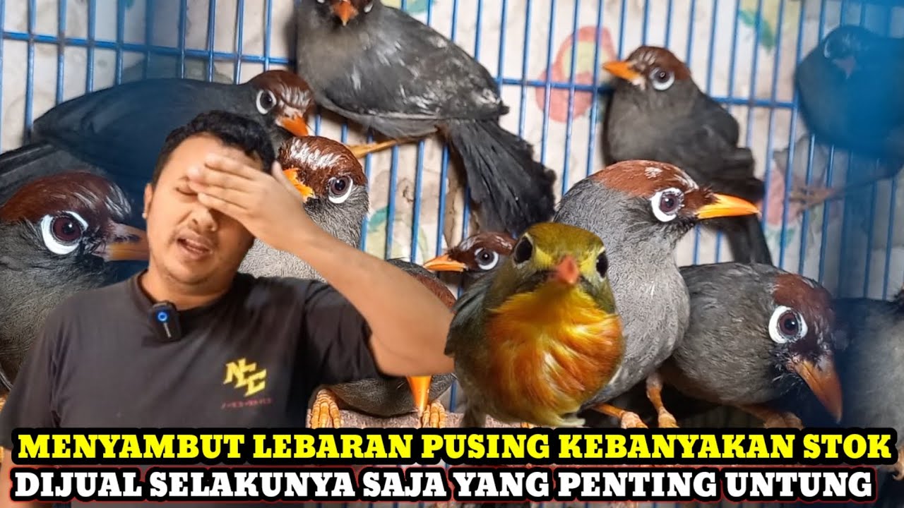 DIJUAL SELAKUNYA SAJA YANG PENTING UNTUNG MENYAMBUT LEBARAN PUSING KEBANYAKAN  BURUNG DIKIOS ARIS