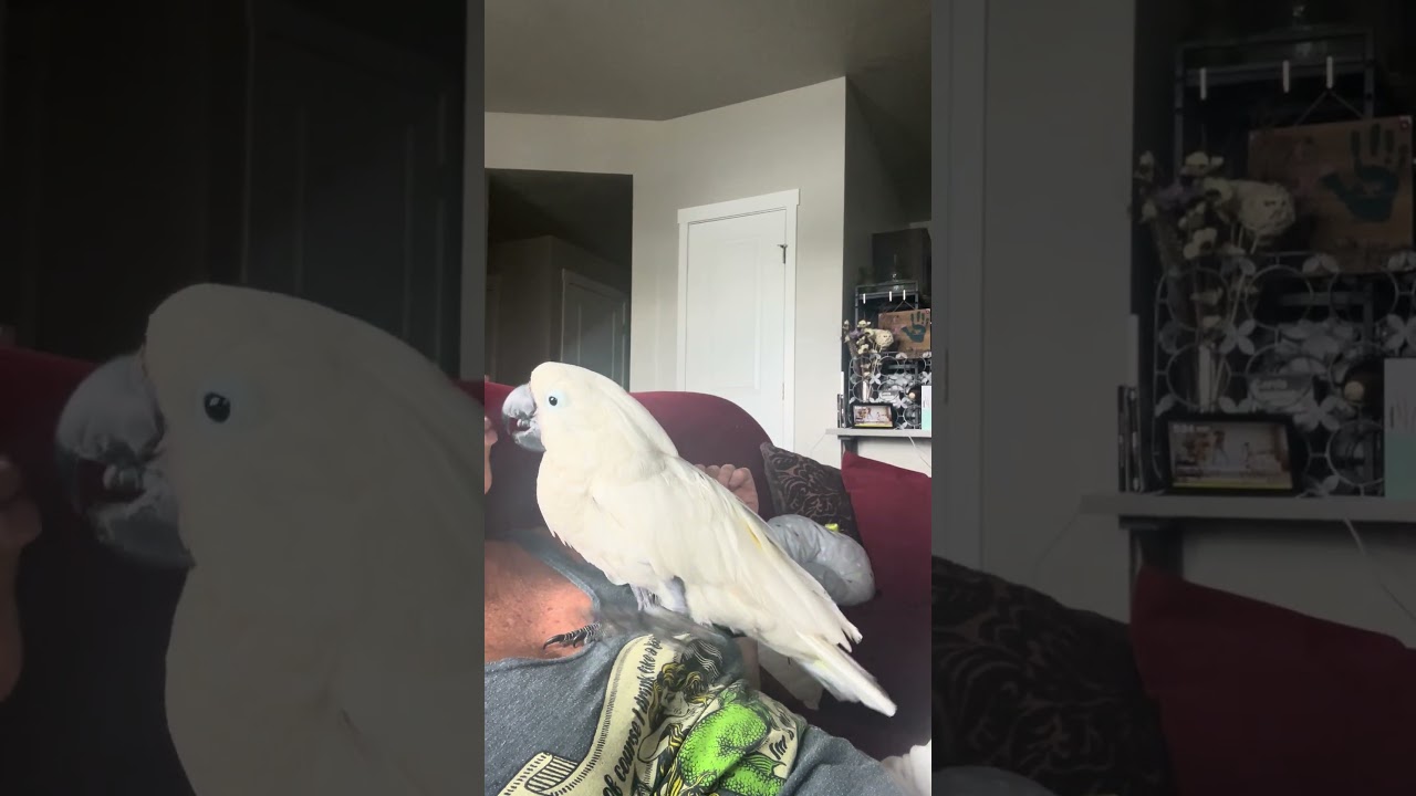 Chiefs “I’m ready for bed” dance!      