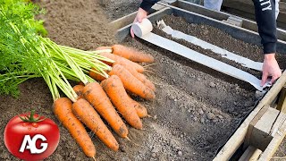 A clever way to sow carrots, will germinate quickly in all weathers