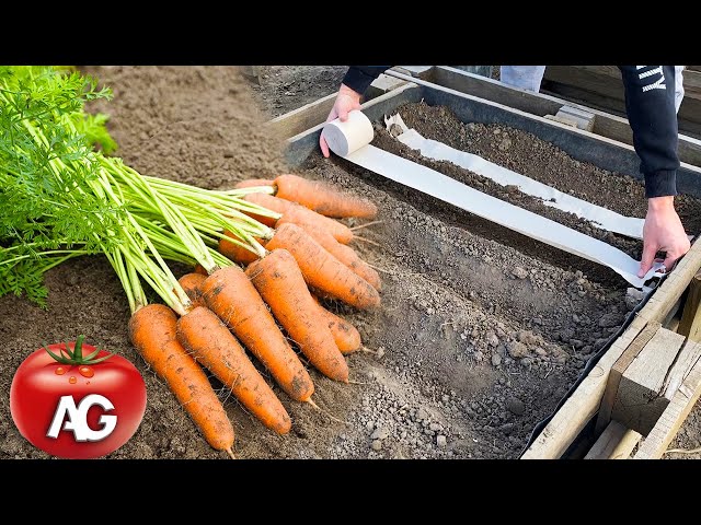A clever way to sow carrots, will germinate quickly in all weathers class=