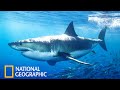 Акулы National Geographic Документальный Фильм про акул 2021