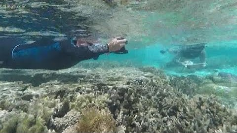 Vulcan Inc. funds digital map to save coral reefs