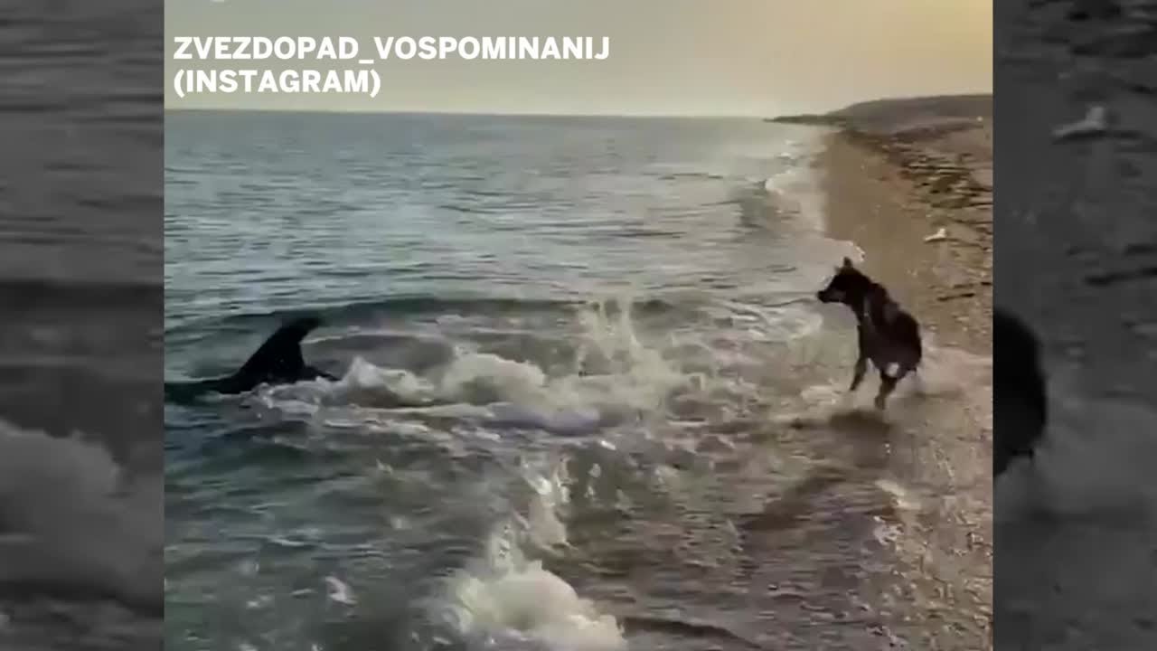 動画で見る イルカとキスするジャーマンシェパード ラグナビーチにはイルカの大群 クーリエ ジャポン