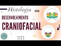 DESENVOLVIMENTO CRANIOFACIAL