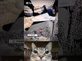 #jumpstyle #memes #cat #shorts