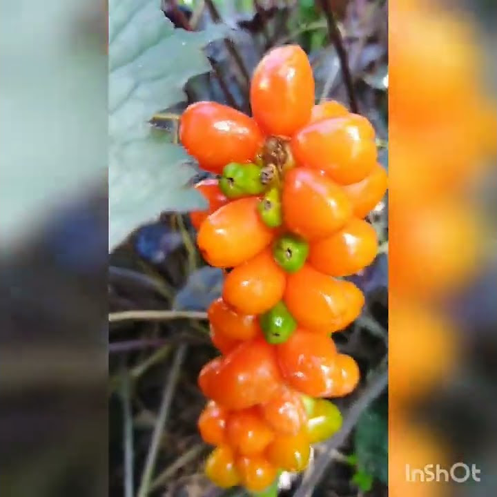 аронник итальянский, плодоношение - YouTube