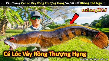 Lần Đầu Câu Trúng Cá Lóc Vảy Rồng Khổng Lồ Thượng Hạng Và Cái Kết || Review Giải Trí Đời Sống