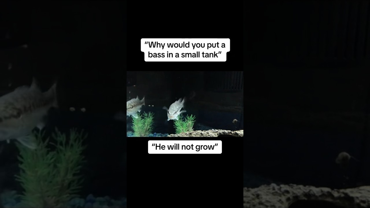 Worlds Most Spoiled Bass