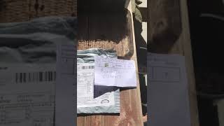 Como Germinar semillas de Bambu(1)