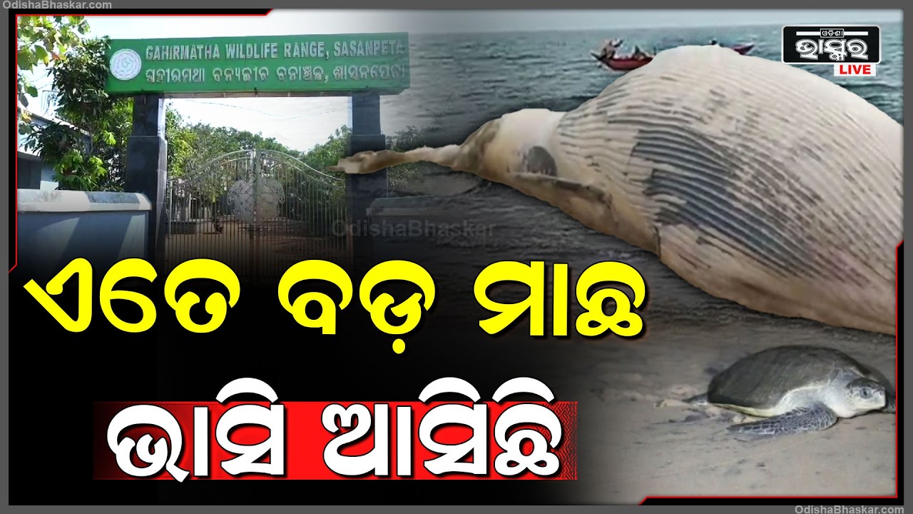 ଗହୀର ମଥା ସମୁଦ୍ର କୂଳରୁ ୩୩ ଫୁଟର ତିମି ମାଛ ଉଦ୍ଧାର ଲୋକେ ଦେଖି କାବା