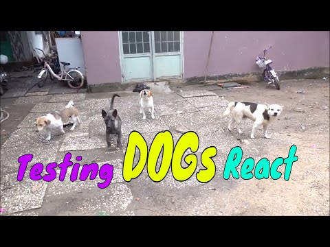 Video How Dogs React When Seeing Stranger 8 - Running,... - youtube