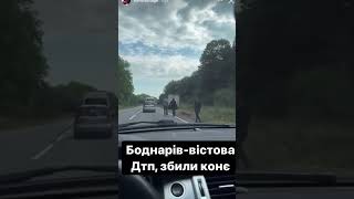 Курйозна ДТП: на Франківщині авто збило коня