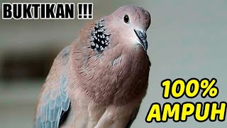 30 MENIT SUARA TEKUKUR DERKUKU GACOR KUK 2 AMPUH BIKIN NYAUT TEKUKUR BAHAN, MUDA BAKALAN OMBYOKAN