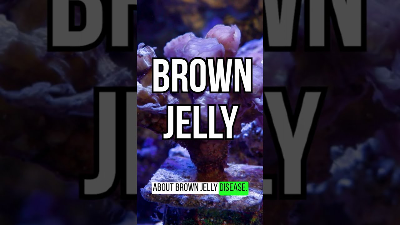 Treating Brown Jelly #aquarium #reeflife #coral #coraldiseases #aquaculture #coraltroubleshooting