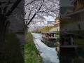 Kyoto's hidden photoshoot spot...Fushimi Jukkokubune! #japantravel #photography #japan #sakura