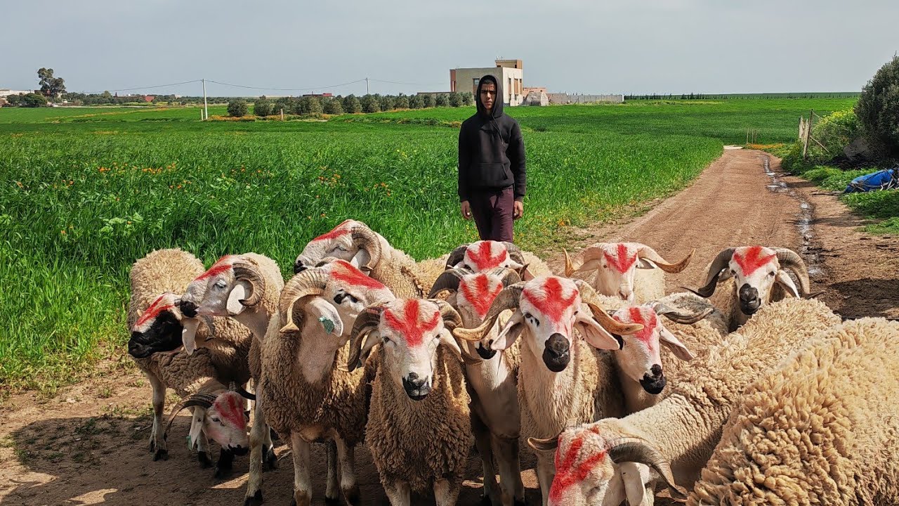 14خروف صردي للبيع نواحي اولاد بوزيري التواصل مع محمد 0783679844 