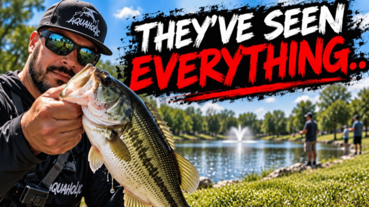 These Bass Get Fished EVERY DAY…HERE'S How I CATCH Them
