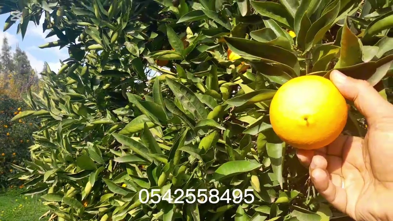 أرض فلاحية للبيع عين قشرة سكيكدة 1هكتار