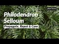 Philodendron Selloum Care, Propagation and Repotting