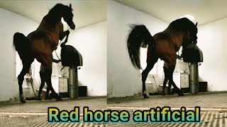 Red horse artificial semen collection 🎠🧚‍♀️