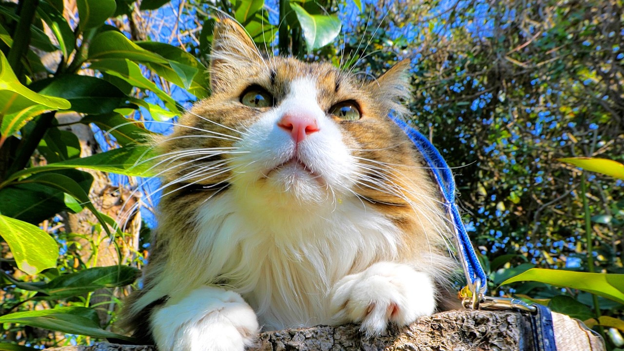 About the secret of the large tree stump in the backyard, upcoming