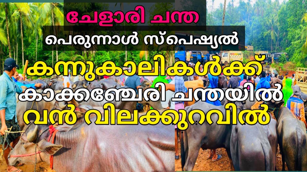 കാക്കഞ്ചേരിലെ വലിയപെരുന്നാൾ ചന്ത |#cattlemarket in #kerala #beef |chelari chanda|kakencheri chanda|