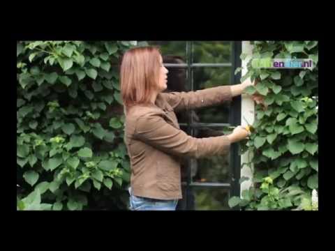 Video: Info over klimhortensia's: groeiende klimhortensia's en hun verzorging