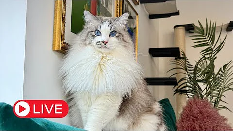 Watch the video about Hang with Ragdoll Cats LIVE!