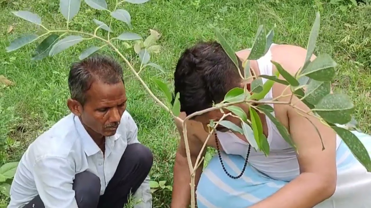 बनारस का एक गांव । Tree Plantation / Varanasi Vlog