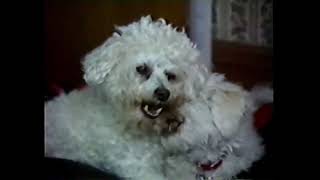 The War of the Bichon Frise' - Casper vs Cody