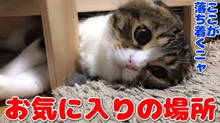 ベッドの下が秘密基地な猫【スコティッシュフォールド】【Scottish Fold】