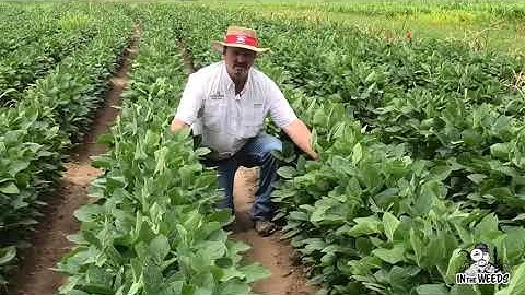 Weed Control Programs in Enlist Soybean - In the Weeds