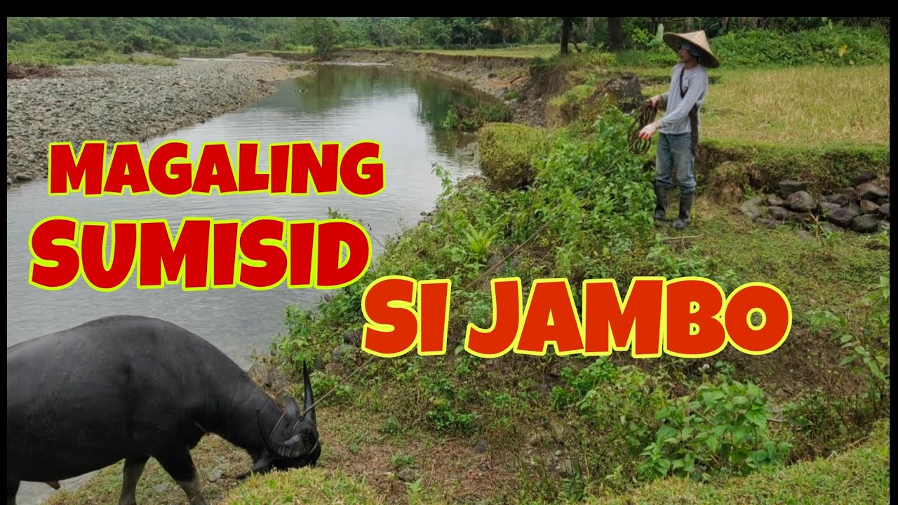 Pagsisid P2 PAGTANIM NG GULAY AT NAGPAKITANG GILAS SI JAMBO SA PAGSISID/ Nymphs ...