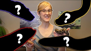 The Top 5 BEST Intermediate Snakes!