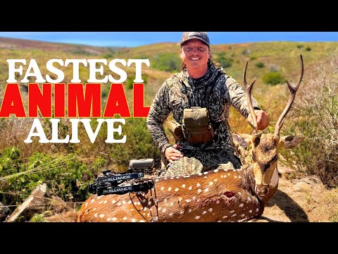 My Toughest Bow Hunt Yet… First Axis Buck!
