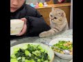為食猫43 #幽默 #cat #貓咪日常 #喵哥是萌新 #喵哥是萌新 #cute #funny #搞笑