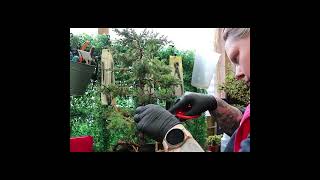 Turning a Juniper Squamata into a Bonsai