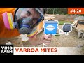 Treat For Varroa Mites - Johno's Easy Vap (Oxalic Acid) - YouTube Treat For Varroa Mites - Johno's Easy Vap (Oxalic Acid) - YouTube