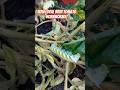 how I deal with tomato hornworms