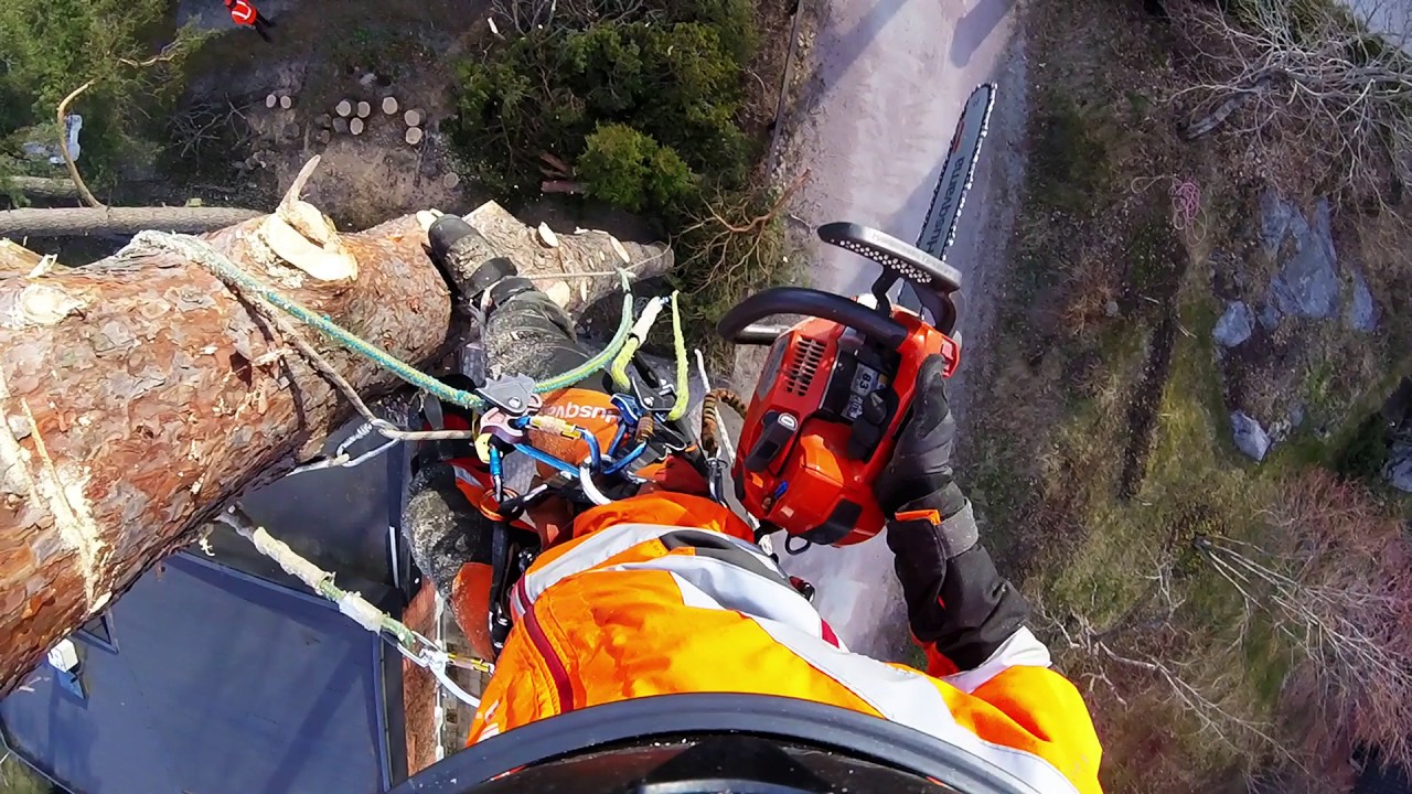 Large pine removal! YouTube