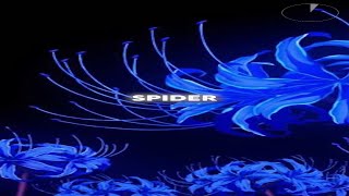What Is The Power Of Blue Spider Lily? #animeshorts #bluespiderlily #demonslayer