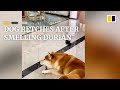 Dog retches while the owner enjoys durian in China