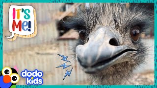 Ernie The Dancing Emu Has The Hoppiest Best Friends | It's Me! | Dodo Kids