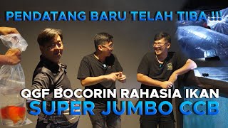 PENDATANG BARU TELAH TIBA DI RUMAH MAYIN‼ QGF BOCORIN RAHASIA IKAN SUJU/SUPER JUMBO (CCB)