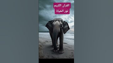 القران الكريم بصوت الشيخ ماهر المعيقلي/ تلاوة مؤثرة جدا