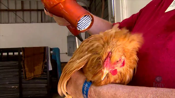 El fascinante mundo del lavado de pollos en la Feria Estatal de Iowa