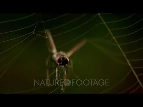 House Fly Struggling In Spider Web