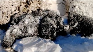 Six Little Puppies Shivered In The  -18°C Cold, Calling For Their Mother