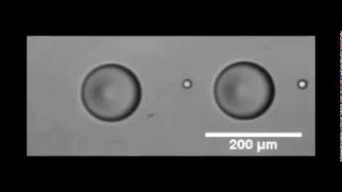 Oscillation and collective conveyance of water-in-oil droplets by microfluidic bolus flow